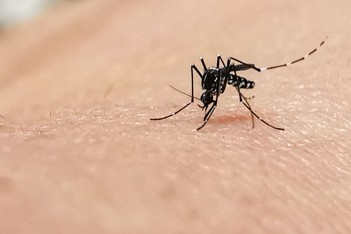 Alerte moustiques : Inquiétudes et comment s'en protéger