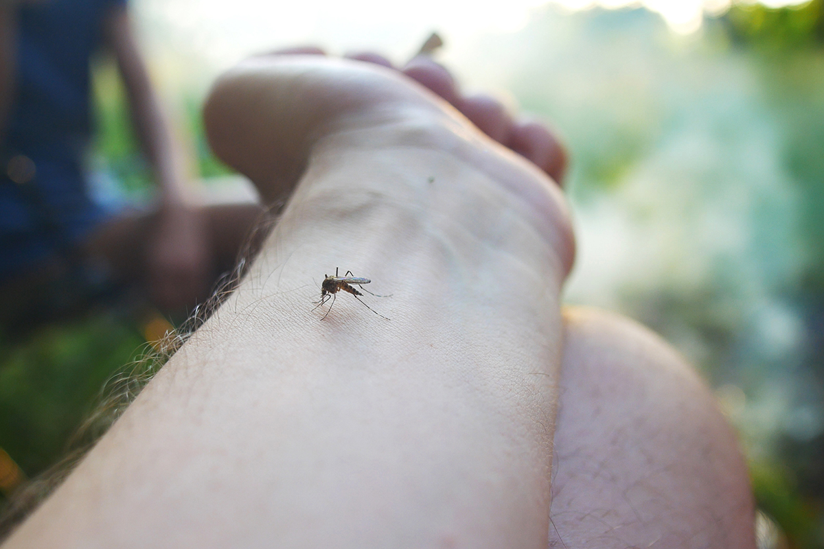 Qu’est-ce qui attire les moustiques ?
